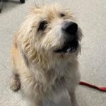 Meet Madeline! 5-Year-Old Labrador Poodle Mix at Niagara County SPCA Looking for Furever Home