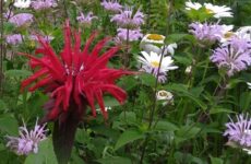 DEC, Reinstein native plant sales now on – Order soon to support your local pollinators