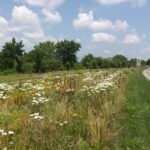 Lovely Pollinator Meadows Proliferate along Niagara Gorge, thanks to No-Mow Policy