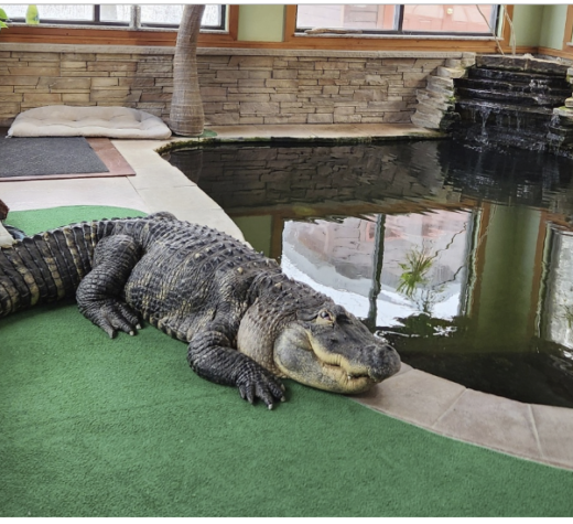 No Pool Party: NY Officials Take Man’s Pet Alligator by Force